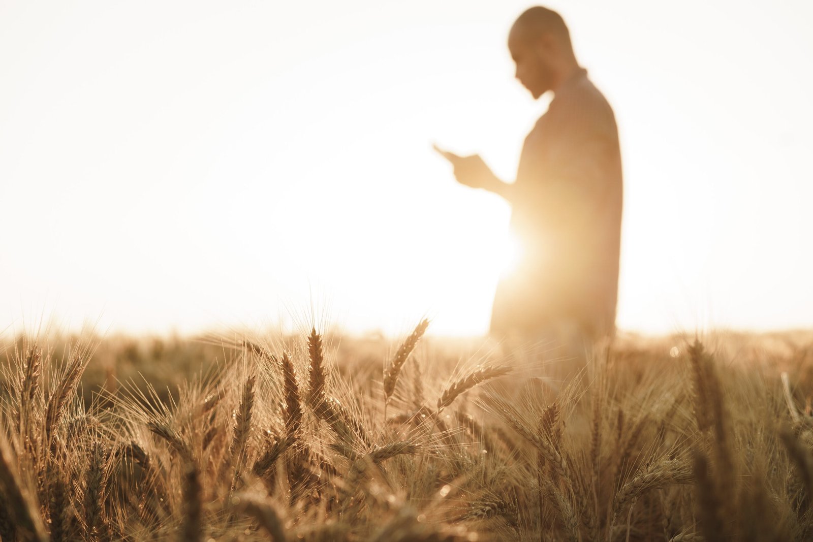 Man using smartphone while standing in wheat field at sunset